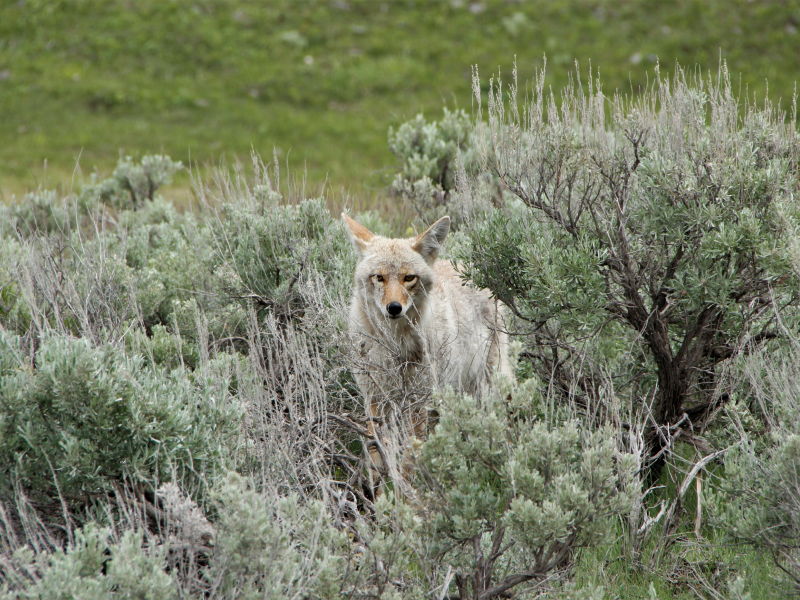 How to Explore Yellowstone National Park: A Comprehensive Guide